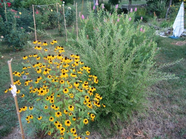 Rudbeckia triloba
